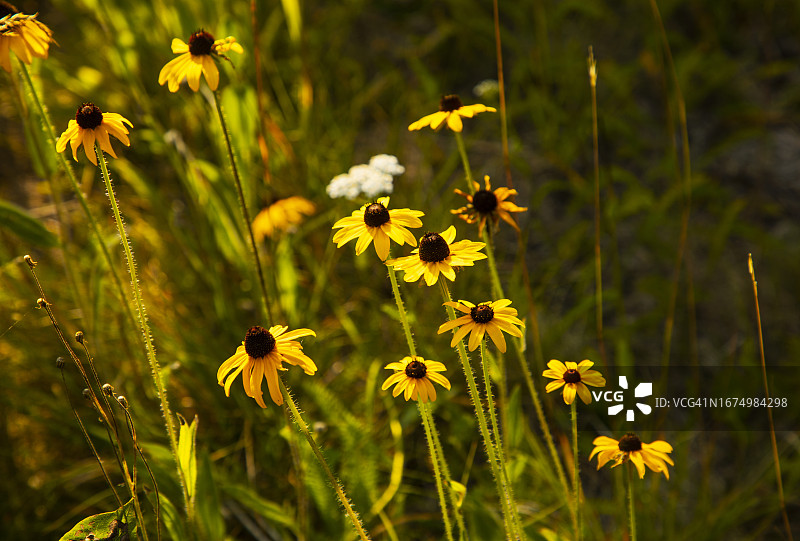 皇家岛国家公园的夏季风光：黑眼苏珊花图片素材
