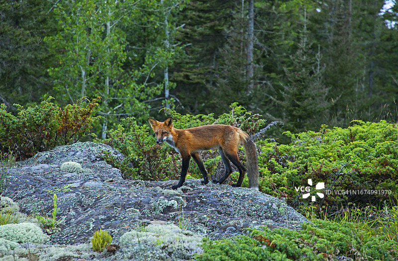 罗亚尔岛国家公园里的狐狸图片素材