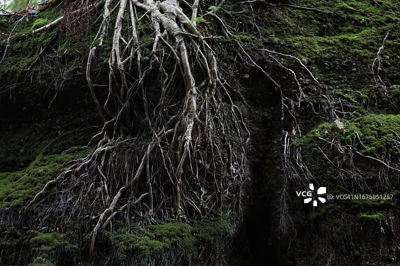 诡异树木裸露的树根图片素材