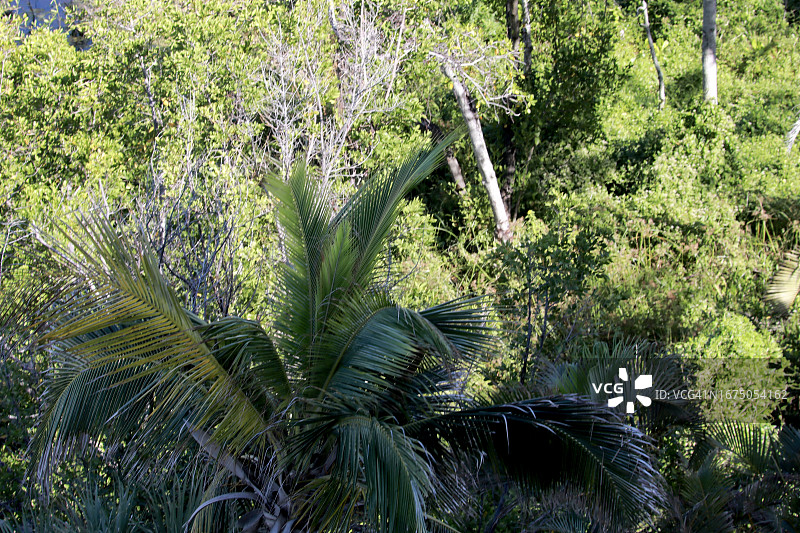 热带景观的高角度视图图片素材