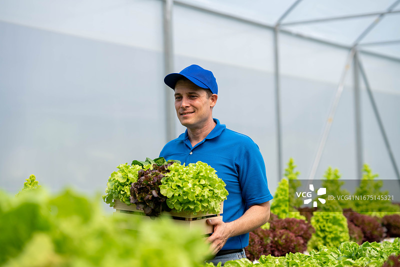 蔬菜沙拉采摘配送，从农场到餐桌图片素材