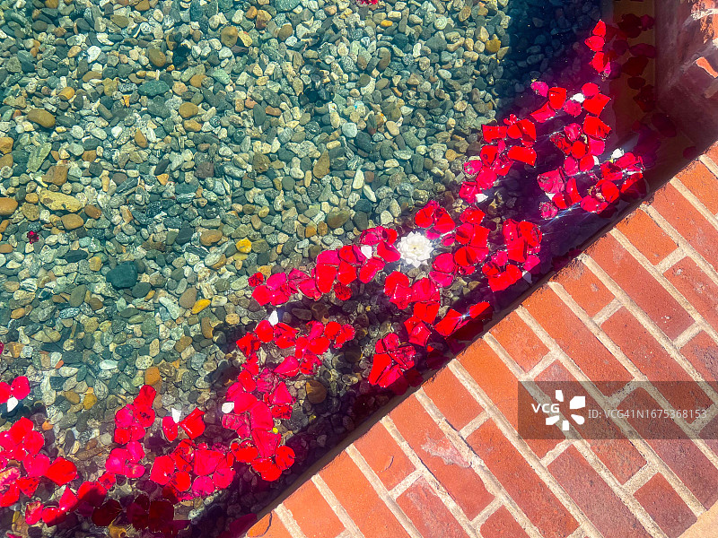 圣地亚哥巴尔博亚公园喷泉中的红玫瑰花瓣图片素材