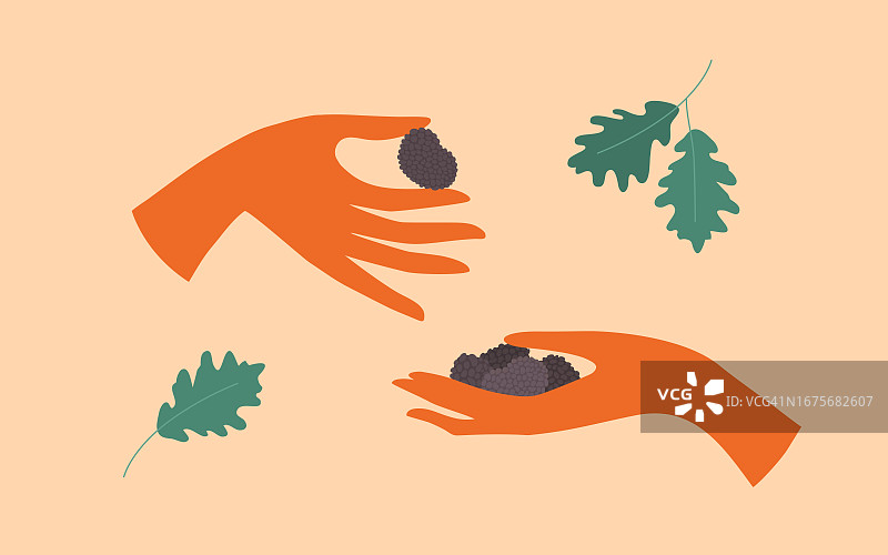 手持块菌蘑菇的地下真菌矢量图图片素材