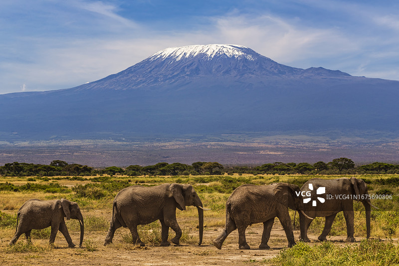 非洲象漫步在热带草原，背景是乞力马扎罗山图片素材