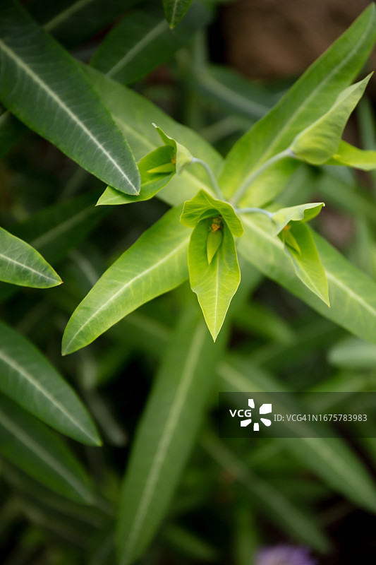 续随子幼叶和绿色花朵特写图片素材