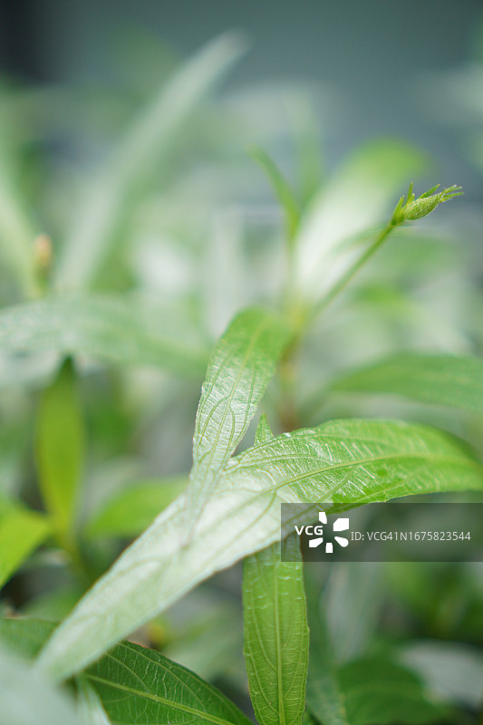 水仙花、水仙花、米尼根、铁根、小白根、爆豆荚、Cracker plant、traino、Toi ting ACANTHACEAE、Britton 's Wild、墨西哥风铃花、矮牵牛紫罗兰花，在自然背景下在花园里盛开图片素材