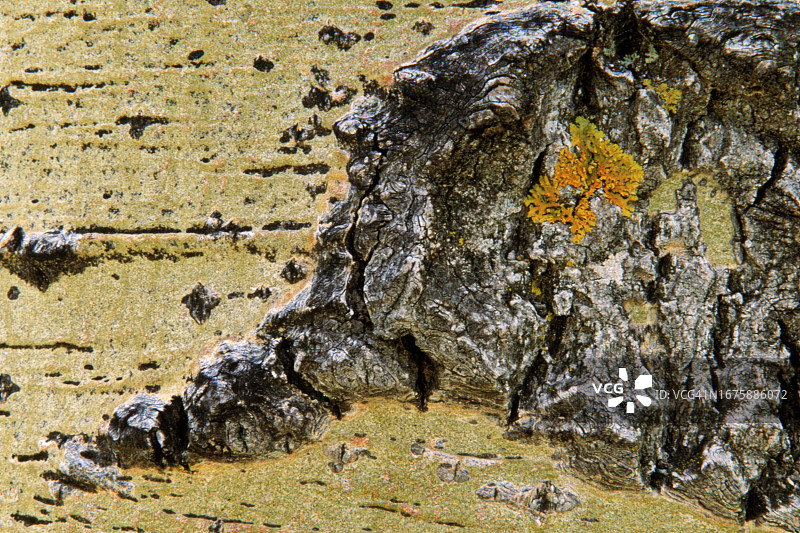 美国科罗拉多州格兰德河国家森林图片素材