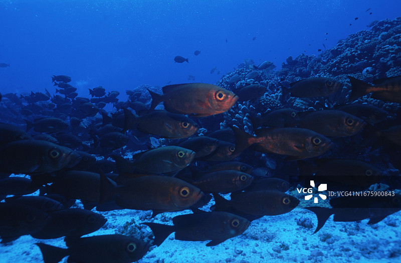 南太平洋-法属波利尼西亚图阿莫图群岛图片素材
