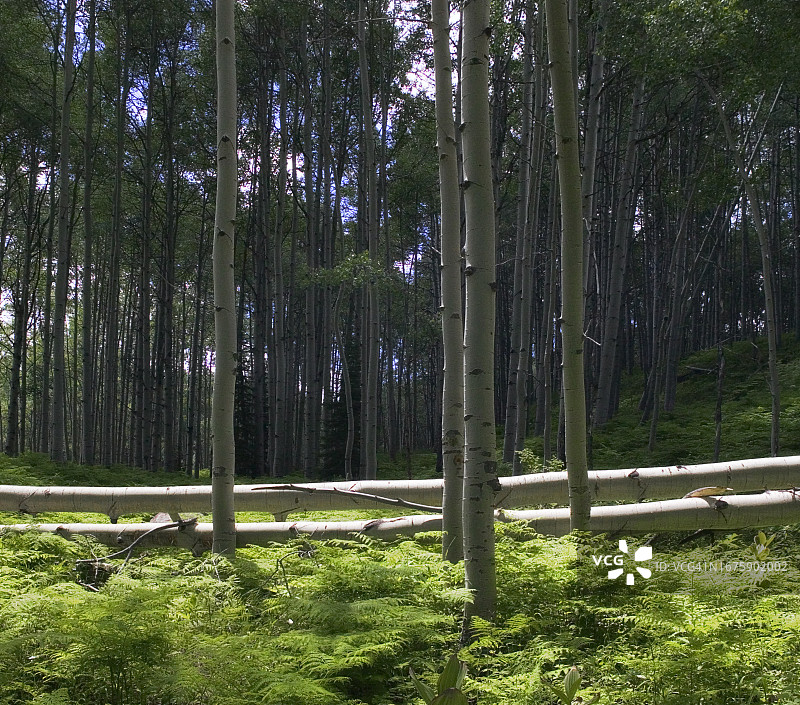 白杨树和蕨类植物图片素材