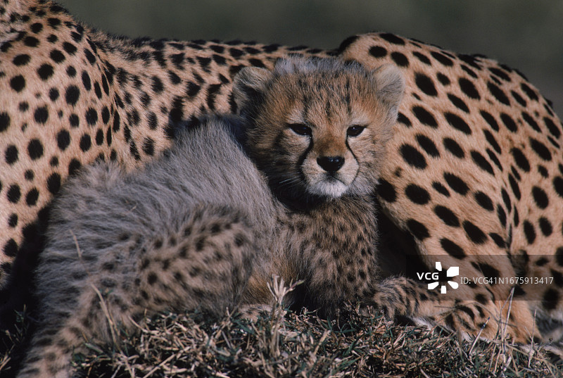 肯尼亚的幼年猎豹幼崽和母豹图片素材