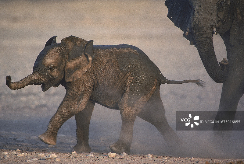 纳米比亚小象图片素材