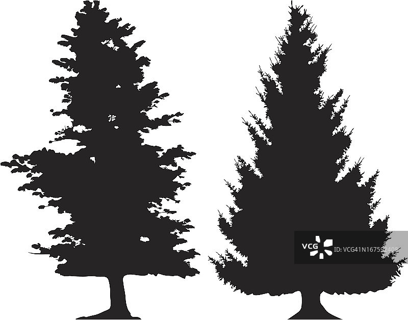 松树和冷杉图片素材