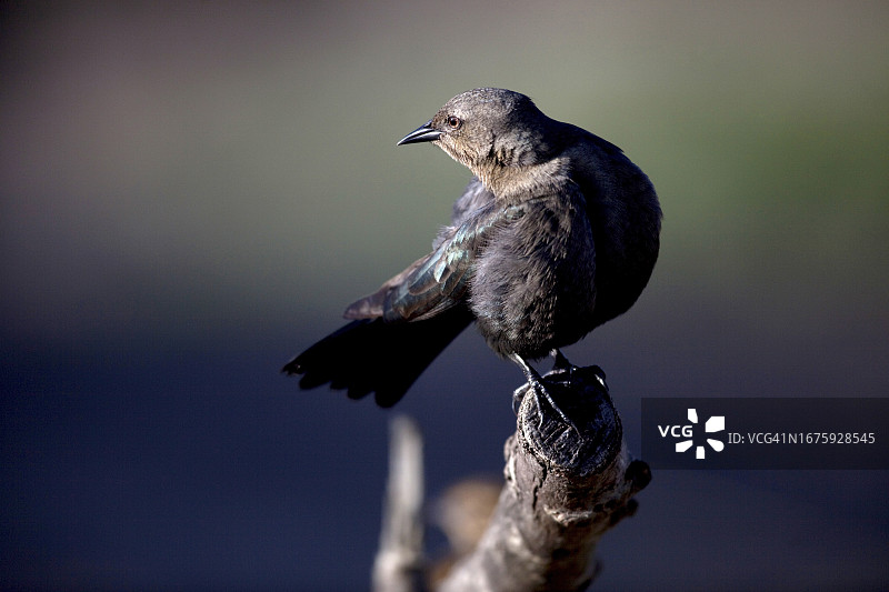 一只雌性黑鹂站在俄勒冈州班顿的树枝上图片素材