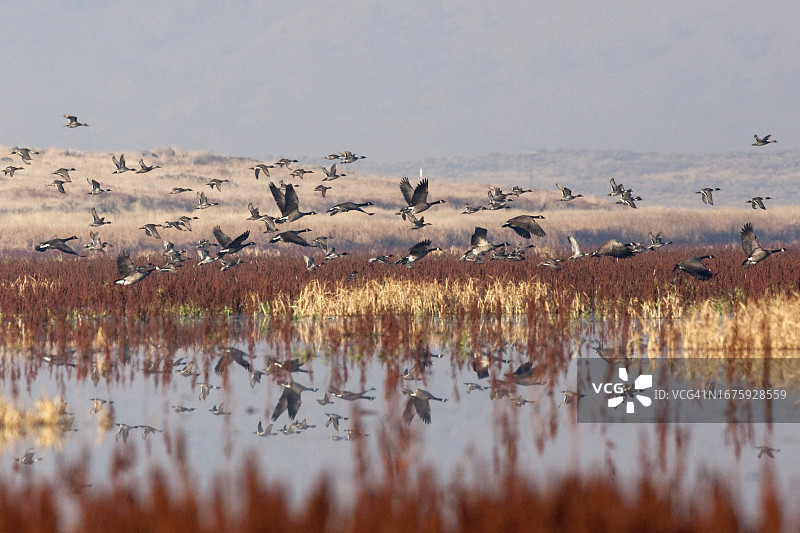 加拿大雁：在加利福尼亚州图勒湖国家野生动物保护区浅水沼泽上起飞图片素材