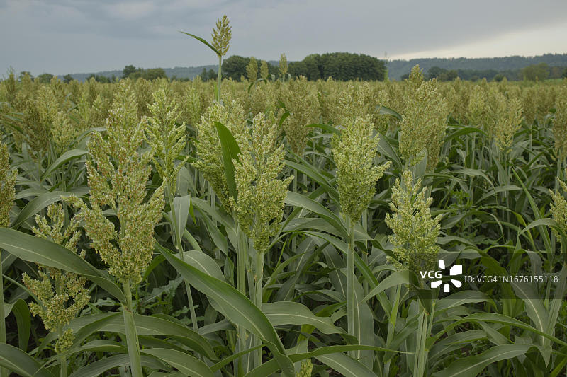 希尔瑟费尔德，施韦比施哈尔，霍恩洛厄，海尔布隆-弗兰肯，巴登-符腾堡，德国图片素材