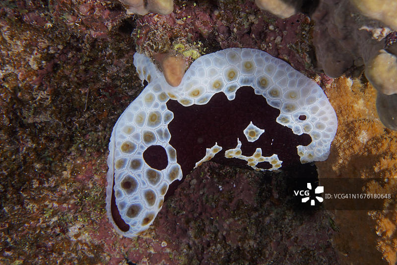 夜晚在阿布达巴布礁，埃及红海的大海螺图片素材