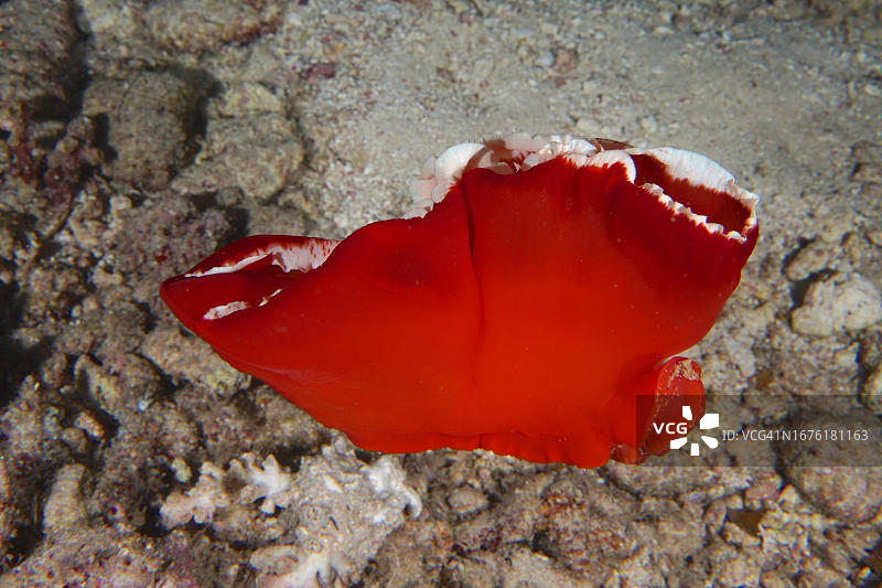 红海埃及阿布达巴潜水点的西班牙舞者海蛞蝓图片素材