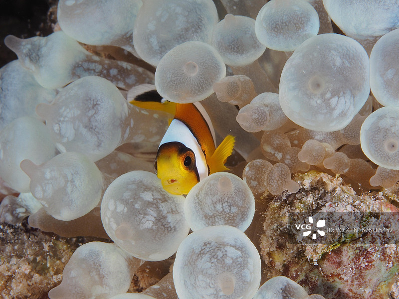 红海小丑鱼（双带海葵鱼）与海葵共生，埃及红海图片素材