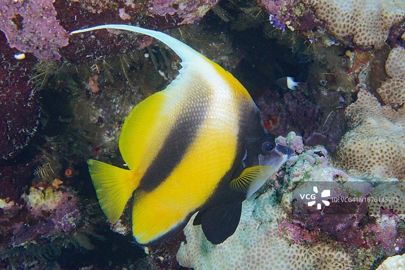 红海燕鱼，代达罗斯礁潜水点，埃及红海图片素材