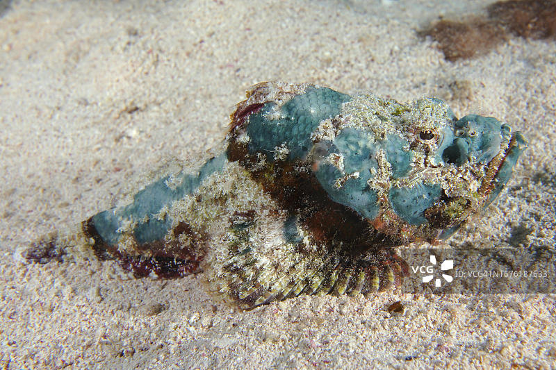 魔鬼蝎子鱼幼鱼，红海，埃及图片素材