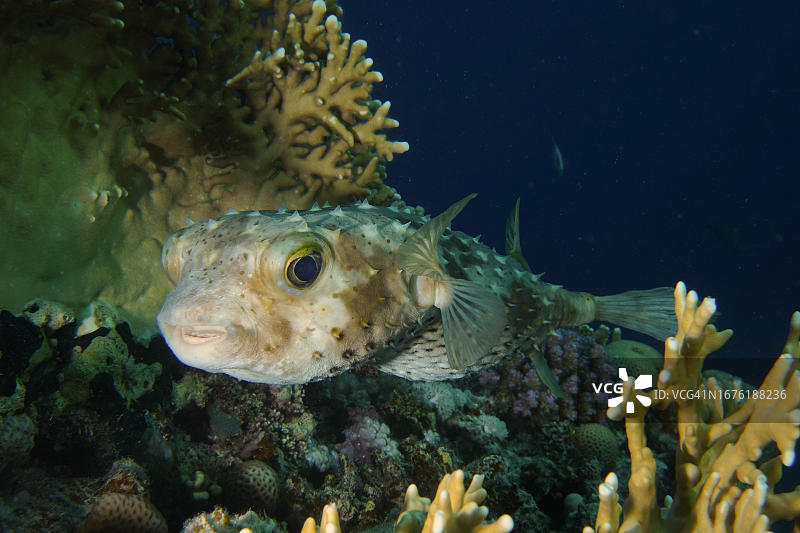 斑点箱鲀，红海，埃及，盖西尔红树林湾图片素材