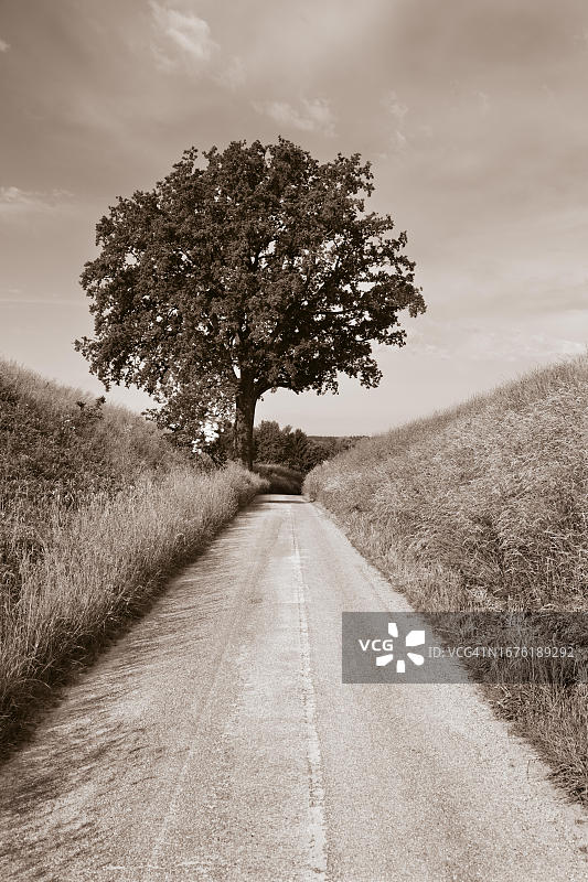 棕褐色调：奥地利上奥地利州因维尔特尔布尔基兴的田间小路与老橡树图片素材