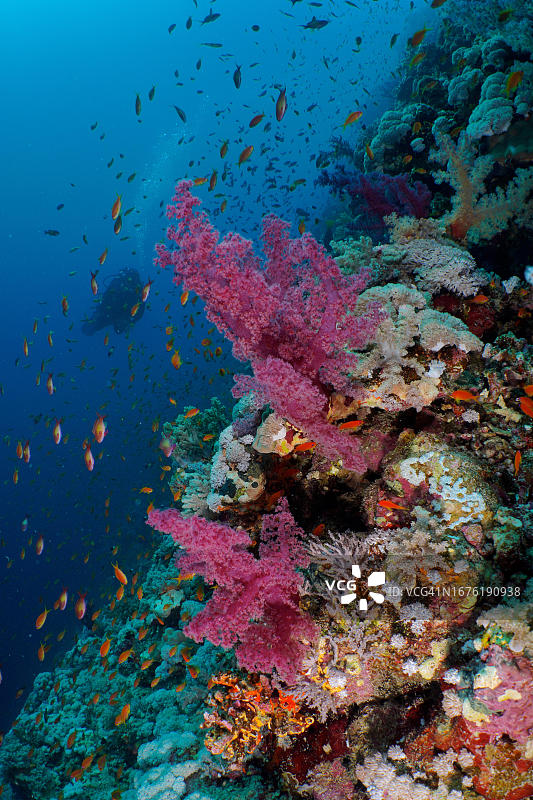 Klunzinger树珊瑚(Dendronephthya klunzingeri)和浅滩，海金鱼(Pseudanthias squamipinnis)群，Elphinstone珊瑚礁潜水点，埃及，红海图片素材