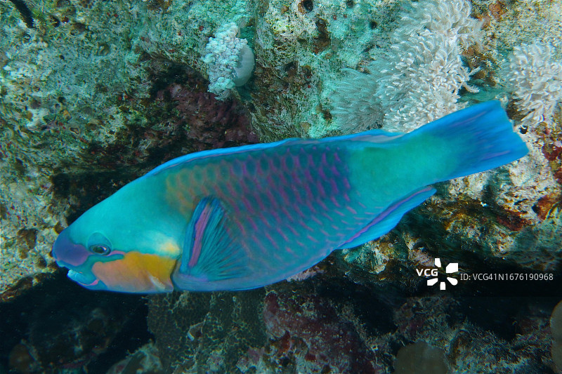 杂色鹦嘴鱼，吉夫顿礁，红海，埃及图片素材