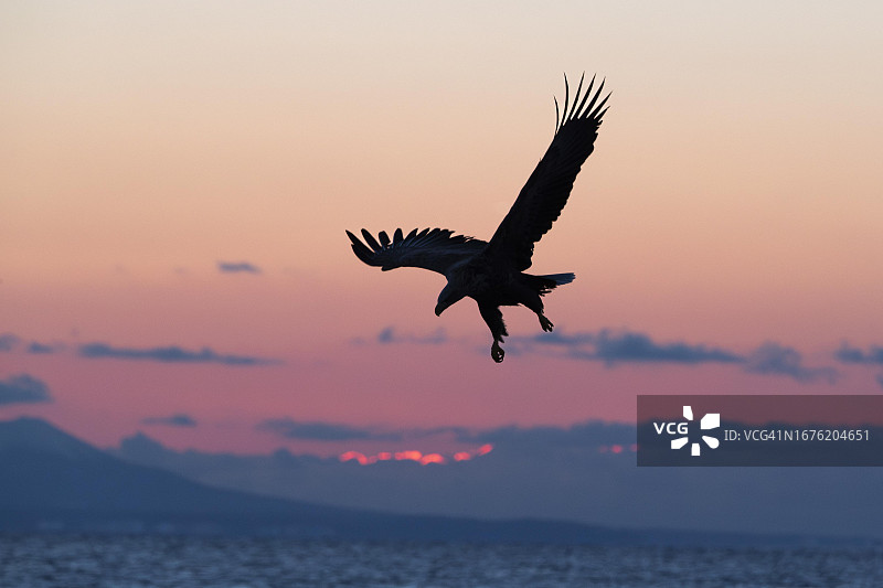 虎头海雕在日出时分展开翅膀（日本北海道）图片素材