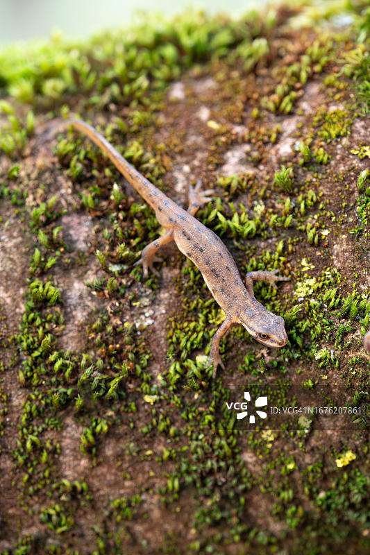 在长满苔藓的枯木上爬行的普通蝾螈图片素材