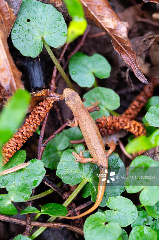普通蝾螈(Lissotriton vulgaris),穿过水边植被,德国北莱茵-威斯特法伦图片素材