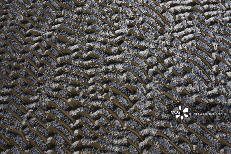 下萨克森瓦登海国家公园明瑟纳奥格岛潮滩上的雪纹图片素材