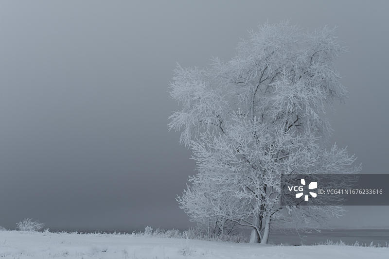 德国下萨克森州威悉河岛屿上的雾气与霜图片素材