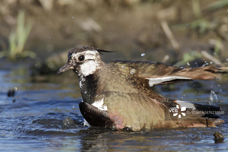 在韦泽马施地区的Strohauser高原水坑中沐浴的凤头麦鸡（德国下萨克森州）图片素材