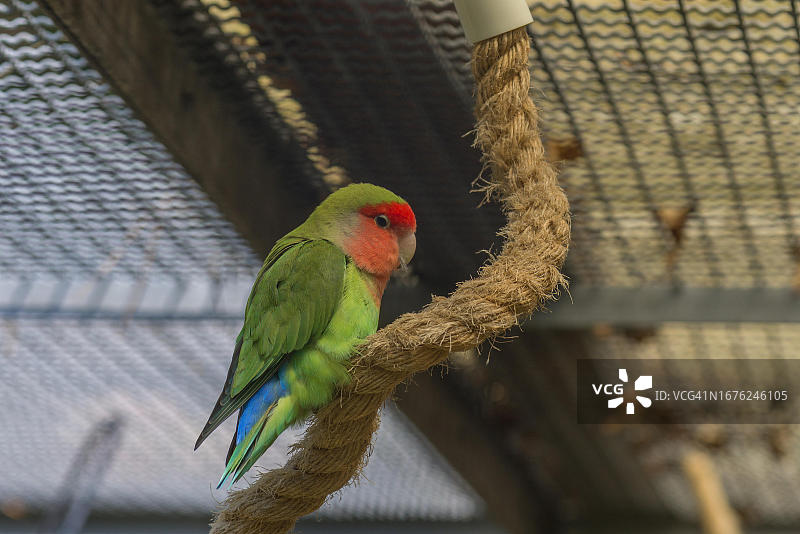 德国巴登-符腾堡州拉尔市公园鸟舍中的桃脸情侣鹦鹉图片素材
