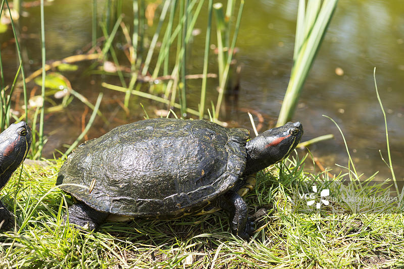 德国巴登-符腾堡州拉尔市公园红面彩龟图片素材