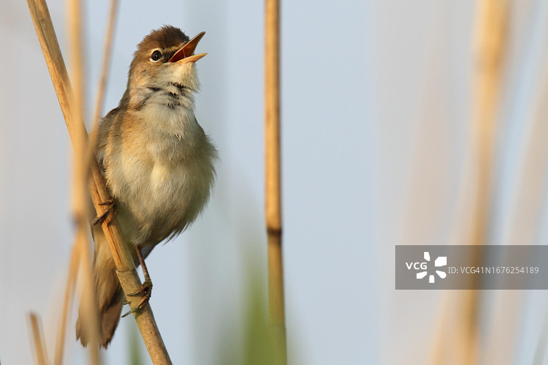 苇莺（Acrocephalus scirpaceus），雄鸟在芦苇秆上鸣叫，德国下萨克森州韦泽马施县图片素材
