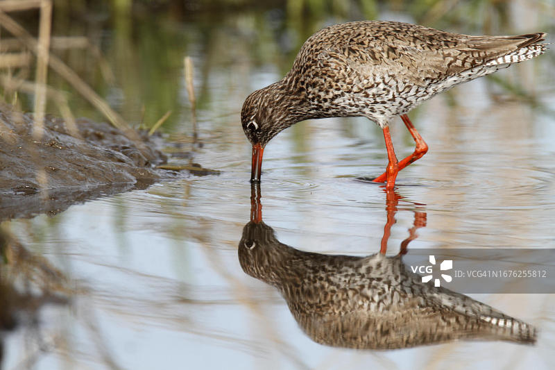 红脚鹬在比奥托普觅食（德国下萨克森州）图片素材