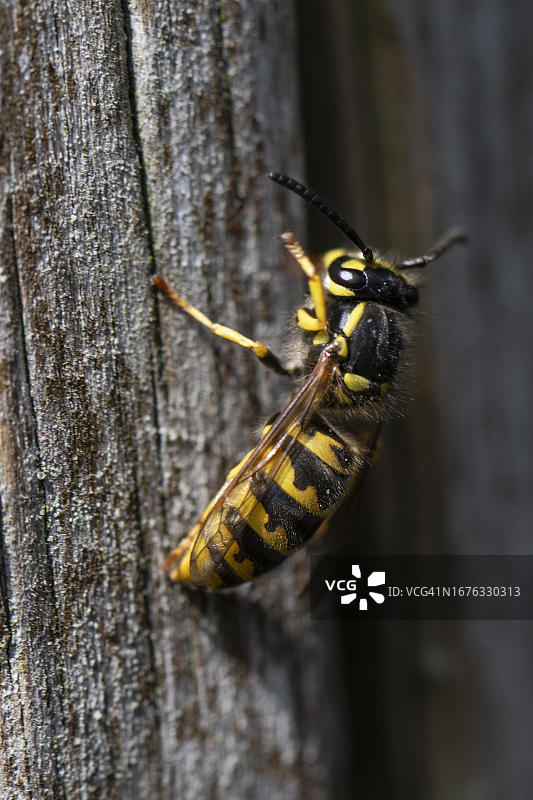 欧洲纸胡蜂，埃姆斯兰，下萨克森州，德国图片素材