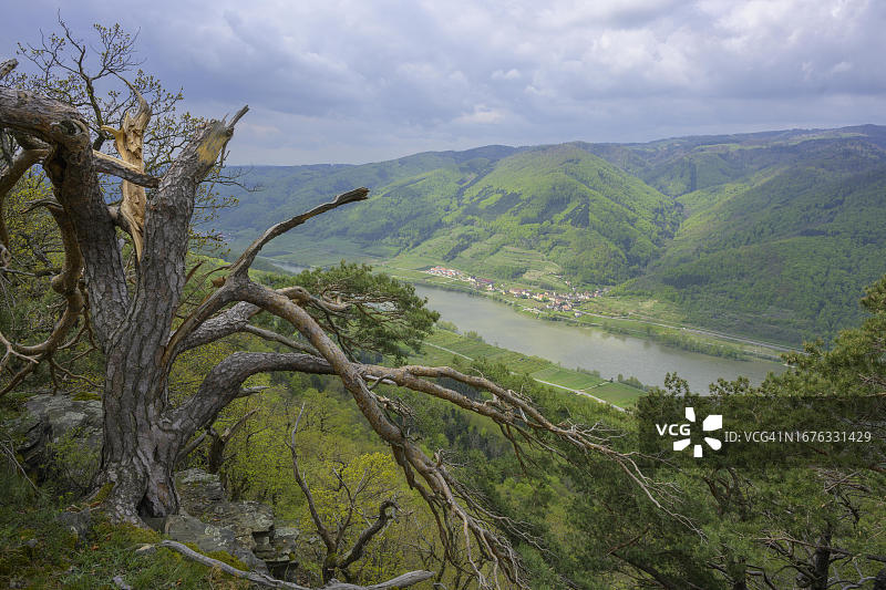 被风暴损坏的松树和多瑙河畔施瓦伦巴赫村庄的背景，从红墙观看，奥地利下奥地利州罗萨茨-阿恩斯多夫图片素材