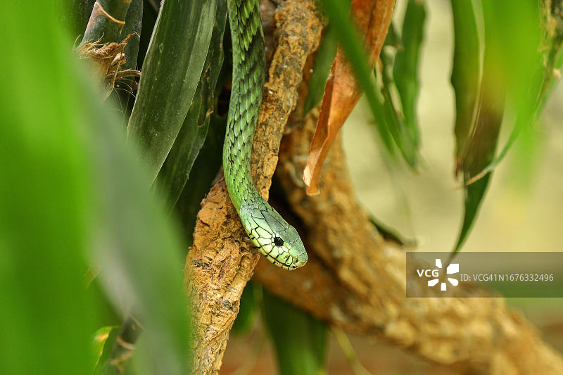 西部绿曼巴毒蛇图片素材