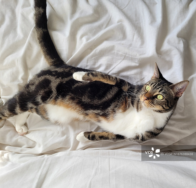 躺在布上的猫咪图片素材