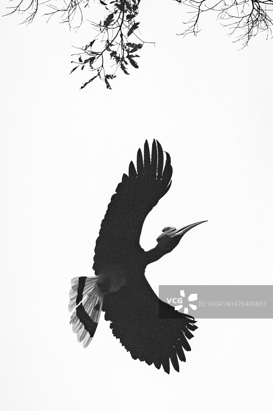 黑白犀鸟飞行图片素材