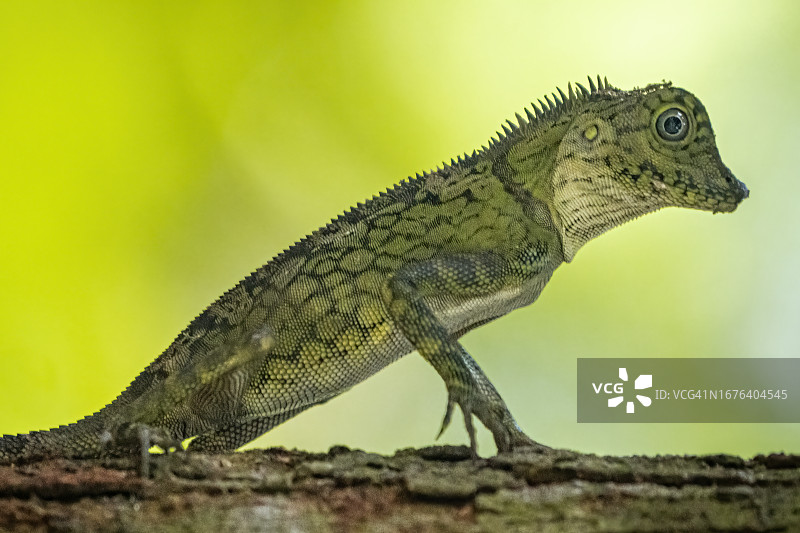 婆罗洲角头蜥蜴图片素材