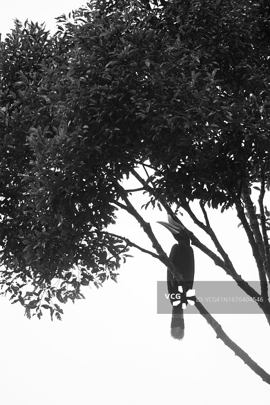 黑白犀鸟图片素材