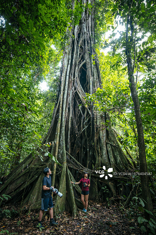 婆罗洲雨林中的巨型绞杀榕图片素材
