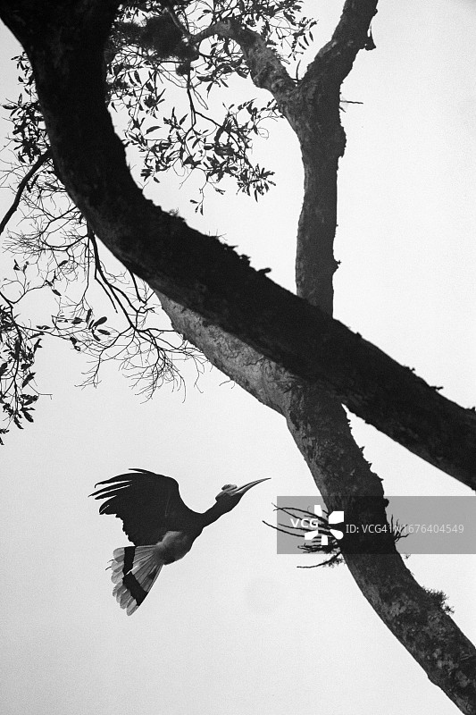 黑白犀鸟飞行图片素材