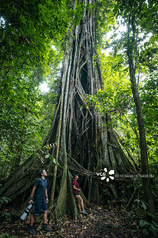 婆罗洲雨林中的巨型绞杀榕图片素材