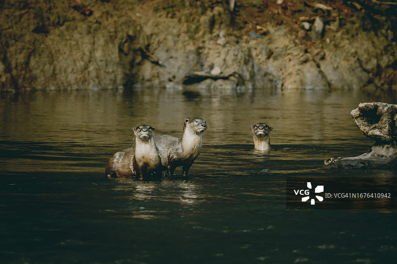 水獭吃鱼图片素材