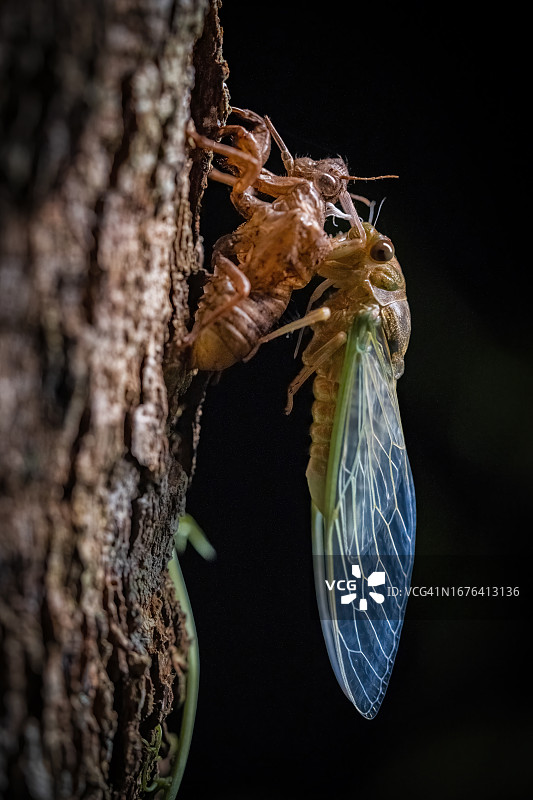 蝉脱壳图片素材